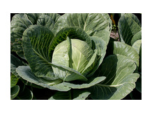 Капуста белокочанная Агро78 (Тельмана)