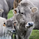 Ярославльстат: Производство мяса в Ярославской области в 2021г уменьшилось на 5,2%, молока - на 1%