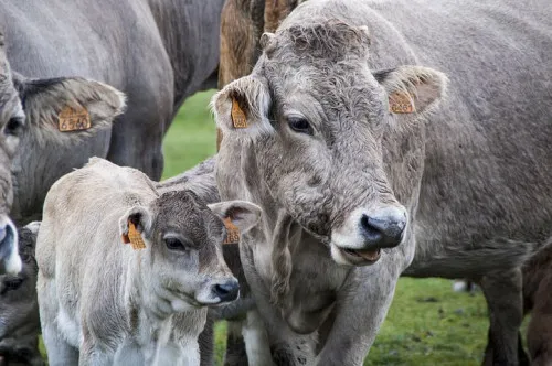 Ярославльстат: Производство мяса в Ярославской области в 2021г уменьшилось на 5,2%, молока - на 1% 